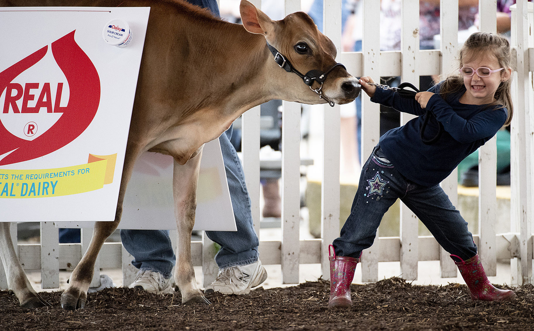 Fair Pretty Cow